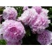Пион Paeonia Sarah Bernhardt